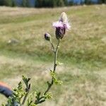 Cirsium arvenseKvět