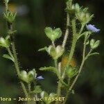 Veronica acinifolia Inny