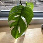 Monstera adansonii Lehti