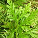 Selaginella pallescens Агульны выгляд