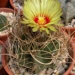 Astrophytum capricorne 整株植物