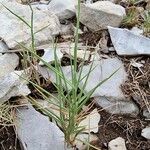 Brachypodium retusum Blad