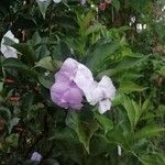 Brunfelsia uniflora Цвят