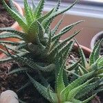 Haworthia attenuata পাতা