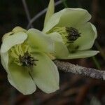 Dubouzetia acuminata Flor