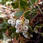 Arctostaphylos viscida Flower