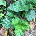 Geum coccineum Foglia