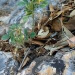Ononis striata Habit