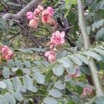 Cassia roxburghii Blomst
