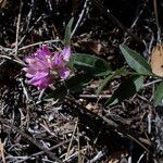 Rhinotropis californica Flower