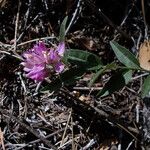 Polygala californica 花