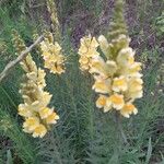 Linaria vulgarisÕis