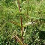 Epilobium palustre 葉