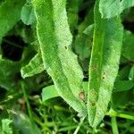 Anchusa arvensis Ліст