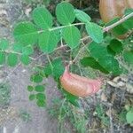 Colutea arborescensFruit