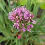 Allium senescens Flor