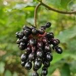 Desmos chinensis Fruct