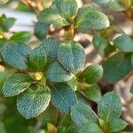 Rhododendron indicum Blad