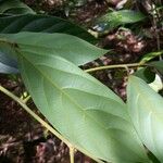 Litsea cylindrocarpa Leaf