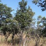 Cassipourea mollis Habitus