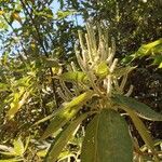 Colebrookea oppositifolia Flor