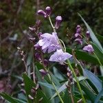 Dendrobium kingianum Kukka