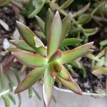 Sedum adolphi List