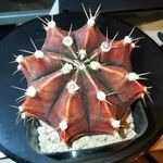 Gymnocalycium mihanovichii Hostoa