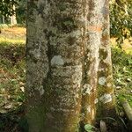 Garcinia kola Bark