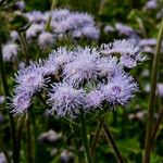 Ageratum conyzoides Blomst