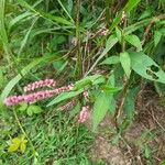 Polygonum persicaria Φύλλο