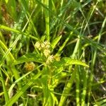 Penthorum sedoides Flower