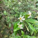 Trachelospermum asiaticum Flower