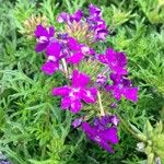 Verbena tenera 花