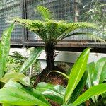 Dicksonia antarctica 葉