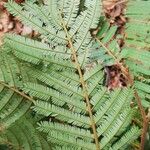 Piptadeniastrum africanum Leaf