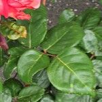 Rosa × odorata Blatt