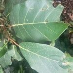 Ficus lutea Folha