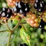 Rubus discolor Fruit