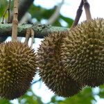 Durio zibethinus Fruit