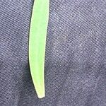 Euphorbia piscatoria Hoja