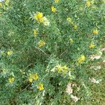 Medicago arborea Συνήθη χαρακτηριστικά