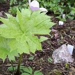 Glaucidium palmatum Blatt