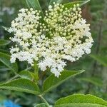 Sambucus canadensisЦветок