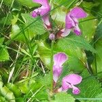 Lamium maculatumBlüte