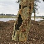 Vachellia xanthophloea Tervik taim