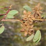 Mimosa debilis Fruit