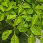 Crataegus punctata Leaf