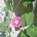 Ipomoea purpurea Квітка