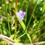 Wahlenbergia hederacea Flor
